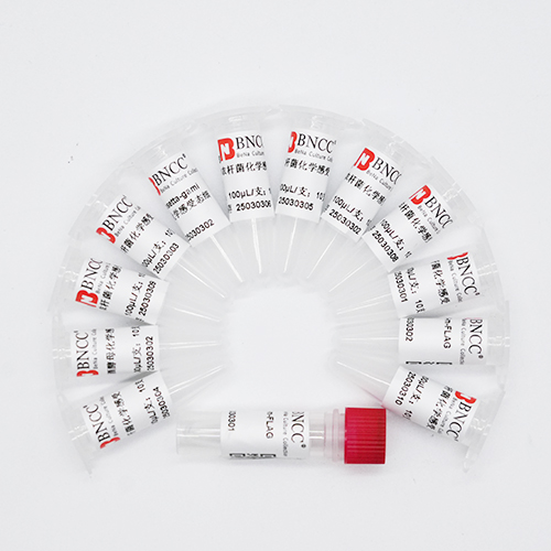 MC1061 Chemically Competent Cell-BNCC