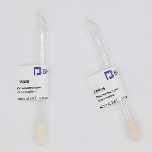 Ochrobactrum pseudintermedium-BNCC