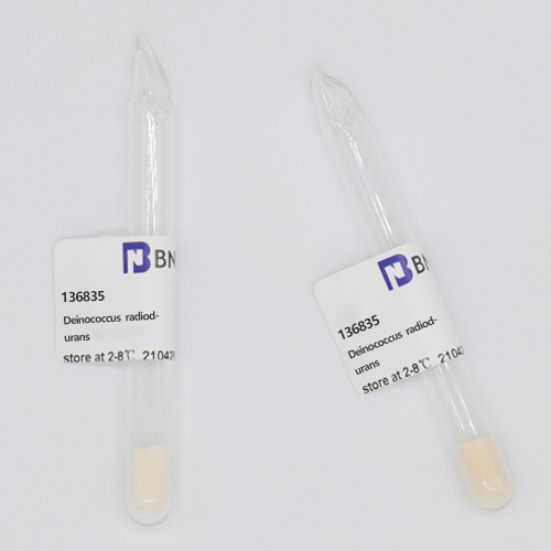 Deinococcus radiodurans-BNCC