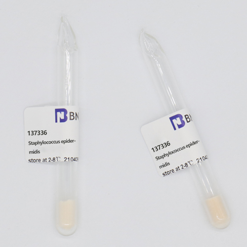 Staphylococcus epidermidis-BNCC