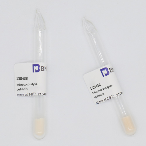 Micrococcus lysodeikticus-BNCC