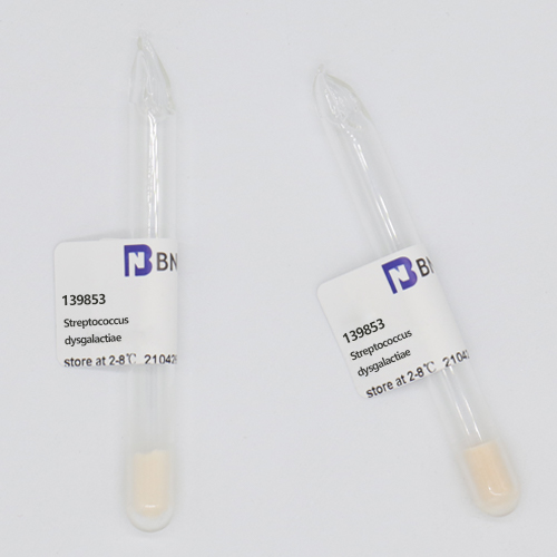 Streptococcus dysgalactiae-BNCC