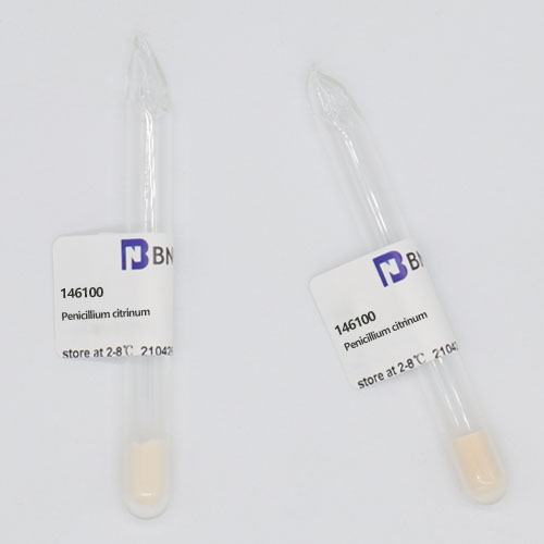Penicillium citrinum-BNCC