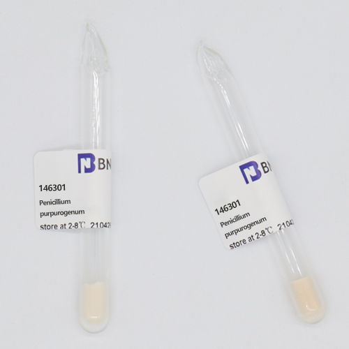 Penicillium purpurogenum-BNCC