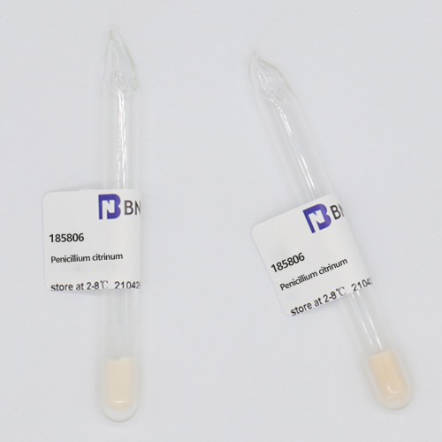 Penicillium citrinum-BNCC