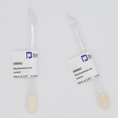 Mycobacterium abscessus-BNCC