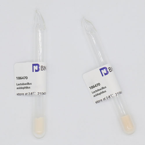 Lactobacillus acidophilus-BNCC