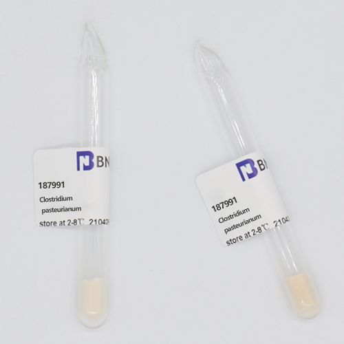 Clostridium pasteurianum-BNCC