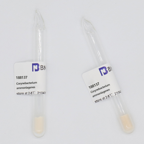 Corynebacterium aminogenes-BNCC