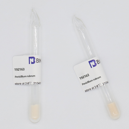 Penicillium rubrum-BNCC