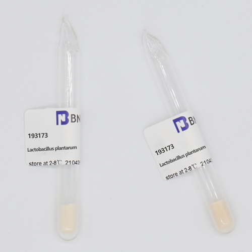 Lactobacillus plantarum-BNCC