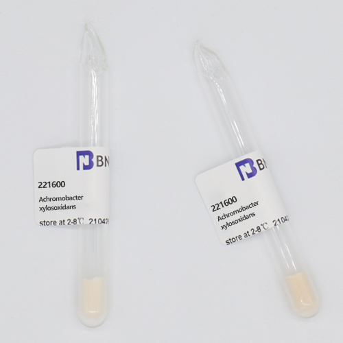 Denitrifying subspecies of colorless bacillus xylose oxidizing