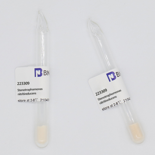 Stenotrophomonas nitritireducens-BNCC