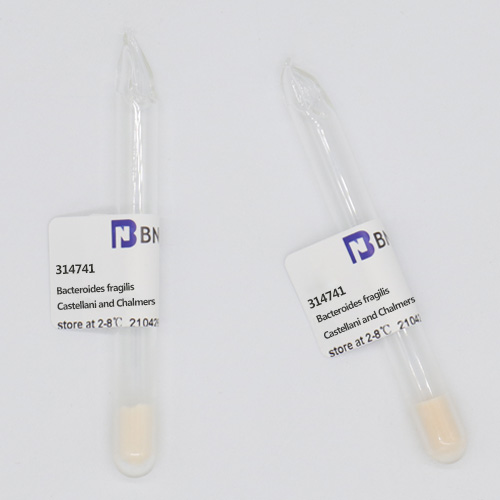 Bacteroides fragilis VPI 2553 [EN-2; NCTC 9343]-BNCC