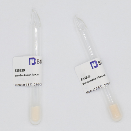 Brevibacterium flavum Okumara et al.-BNCC