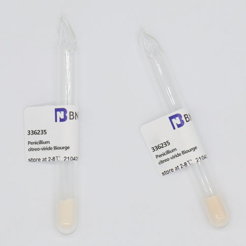 Penicillium citreo-viride Biourge