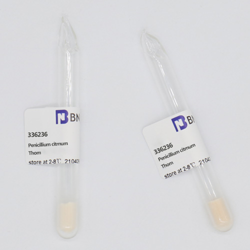 Penicillium orange-BNCC