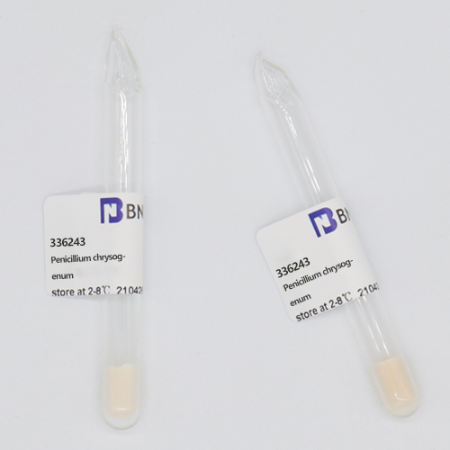 Penicillium chrysogenum-BNCC
