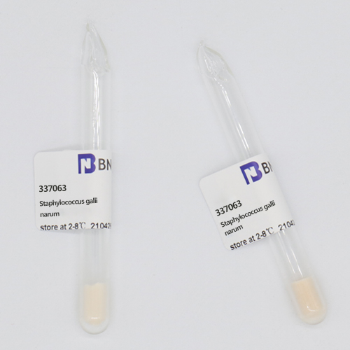 Staphylococcus gallinarum-BNCC