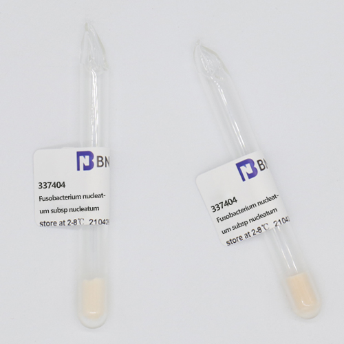 Fusobacterium nuclei subspecies-BNCC