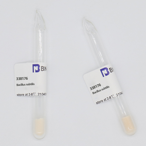 5230 [NRS 6] Bacillus subtilis (Ehrenberg) Cohn-BNCC