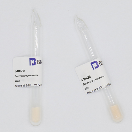 Saccharomyces cerevisiae-BNCC