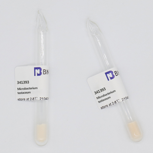 Microbacterium testaceum (Komagata and Iizuka) Takeuchiand Hatano-BNCC