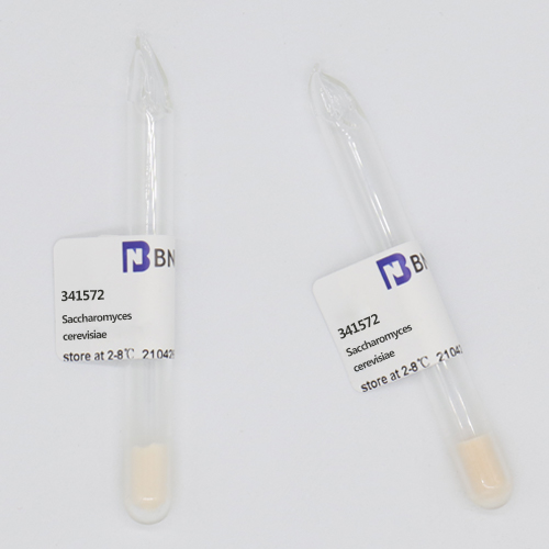 Saccharomyces cerevisiae-BNCC