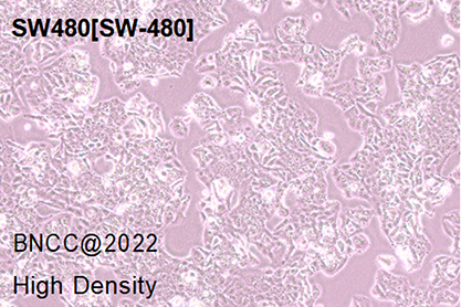 Human colon cancer cells-BNCC
