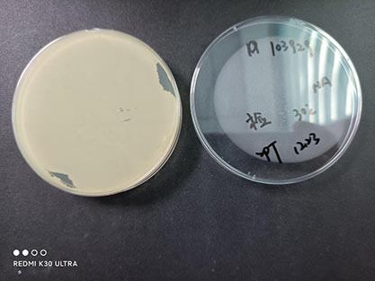 Bacillus subtilis-BNCC