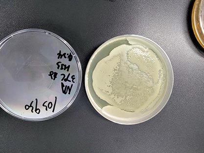 Bacillus cereus-BNCC