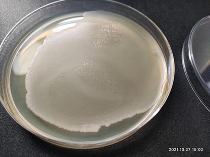 Bacillus thuringiensis subsp. catfish-BNCC