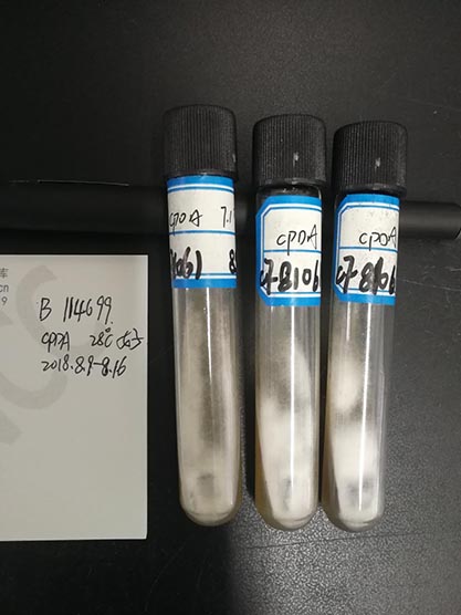 Fusarium-BNCC