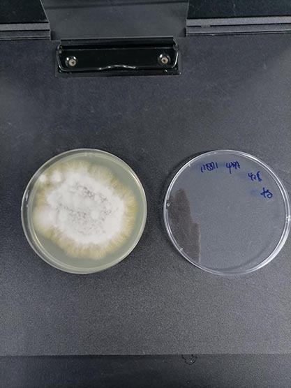Fusarium oxysporum-BNCC