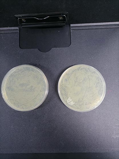 Pseudomonas aeruginosa-BNCC