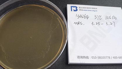 Lactobacillus delbrueckii subsp. lactis-BNCC