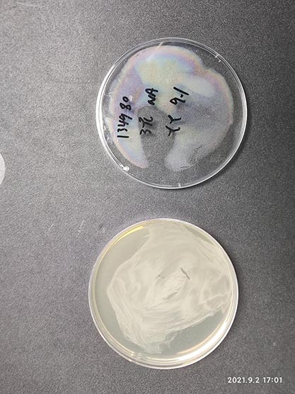 Mycobacterium smegmatis-BNCC