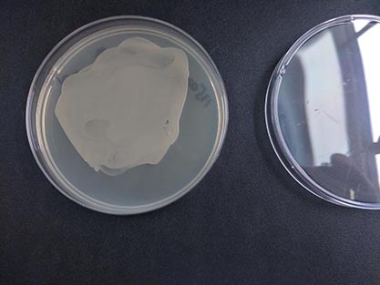 Ochrobactrum pseudintermedium-BNCC