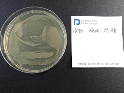 Bifidobacterium pseudolongum-BNCC