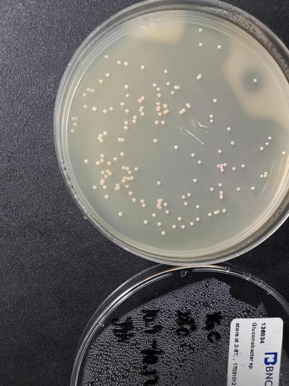 Gluconobacter sp.-BNCC