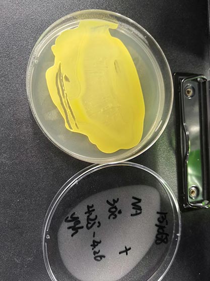 Micrococcus flavus-BNCC