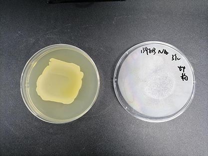 Staphylococcus aureus subsp. aureus-BNCC