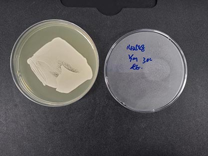 Saccharomyces cerevisiae-BNCC