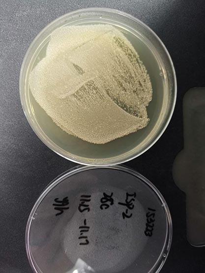 Streptomyces albulus-BNCC