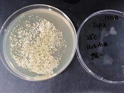 Streptomyces viridosporus-BNCC