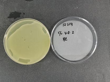 Escherichia coli-BNCC