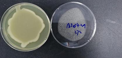 Escherichia coli-BNCC