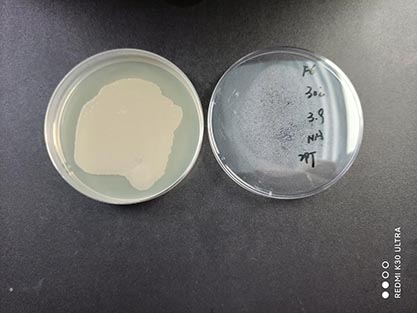 Bacillus mojavensis-BNCC