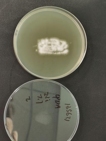 Aspergillus terreus-BNCC