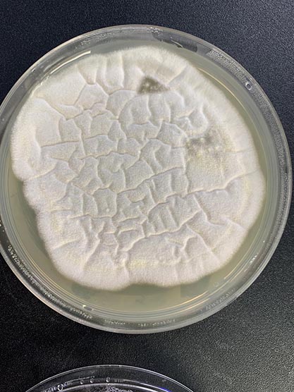 Aspergillus parasiticus-BNCC